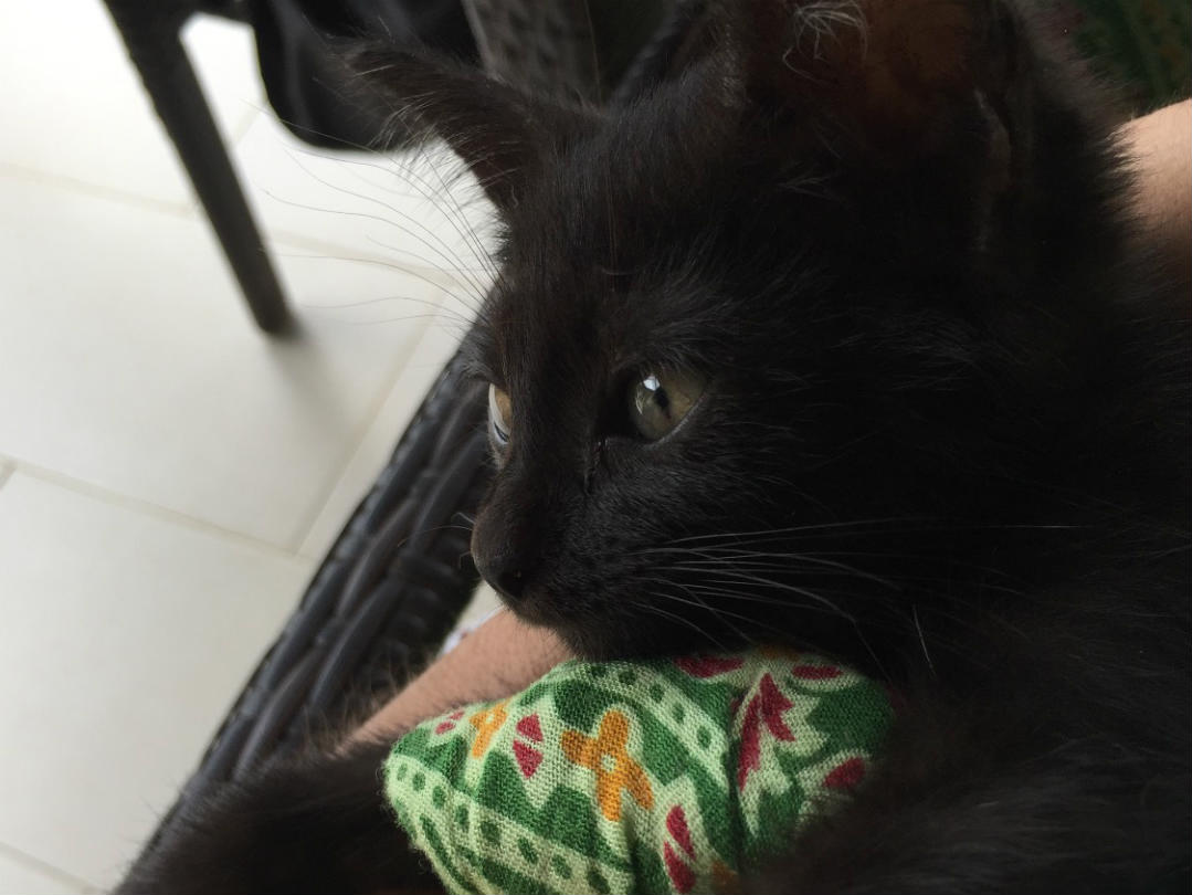 My unexpected kitty love story in Langkawi FINDING THE BLISS