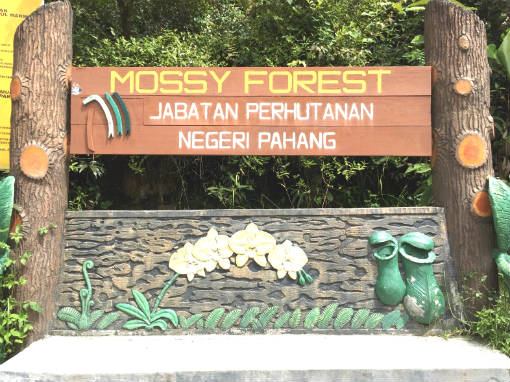 Cameron Highlands - Mossy Forest