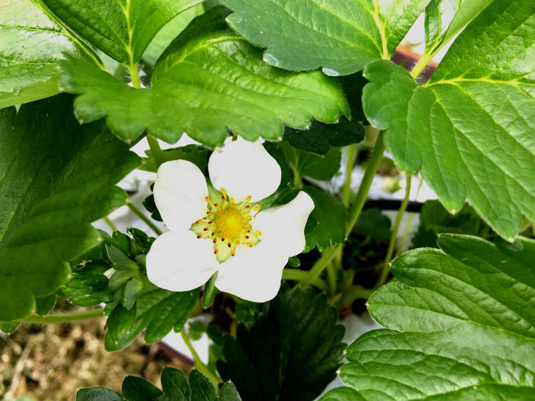 Cameron Highlands - Strawberry Farm - Flower