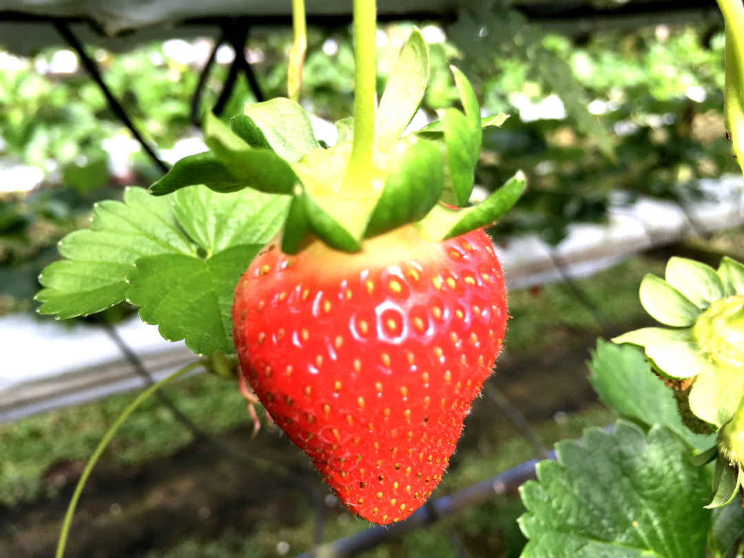Cameron Highlands - Strawberry Farm - Strawberry