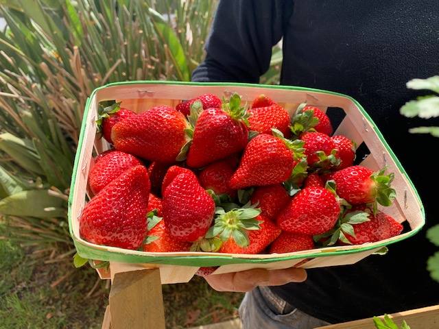 Moving to the countryside - Farmer strawberries