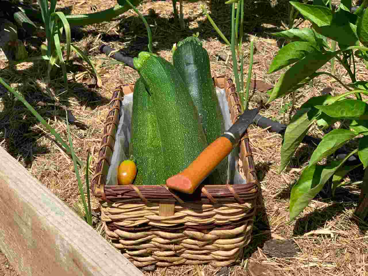 Moving to the countryside - Zucchini