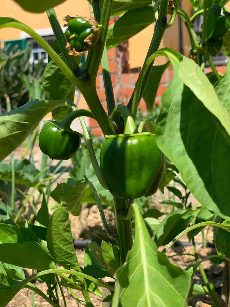 Moving to the countryside - green peppers