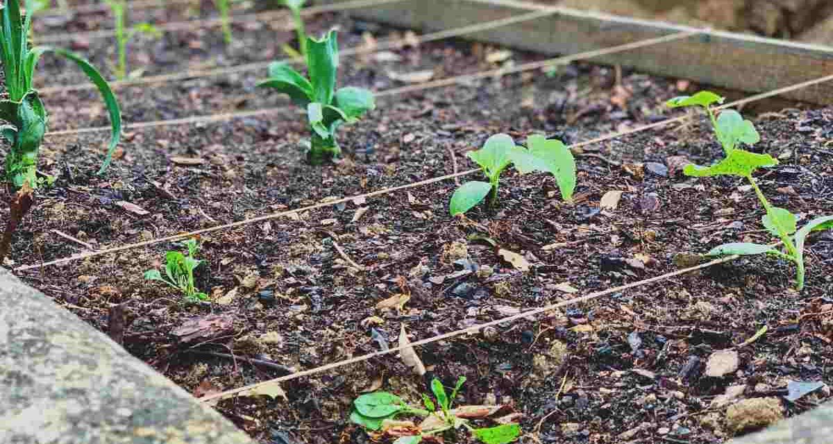 5 Questions to ask when planning a new veggie garden