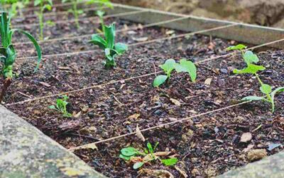 5 Questions to ask when planning a new veggie garden