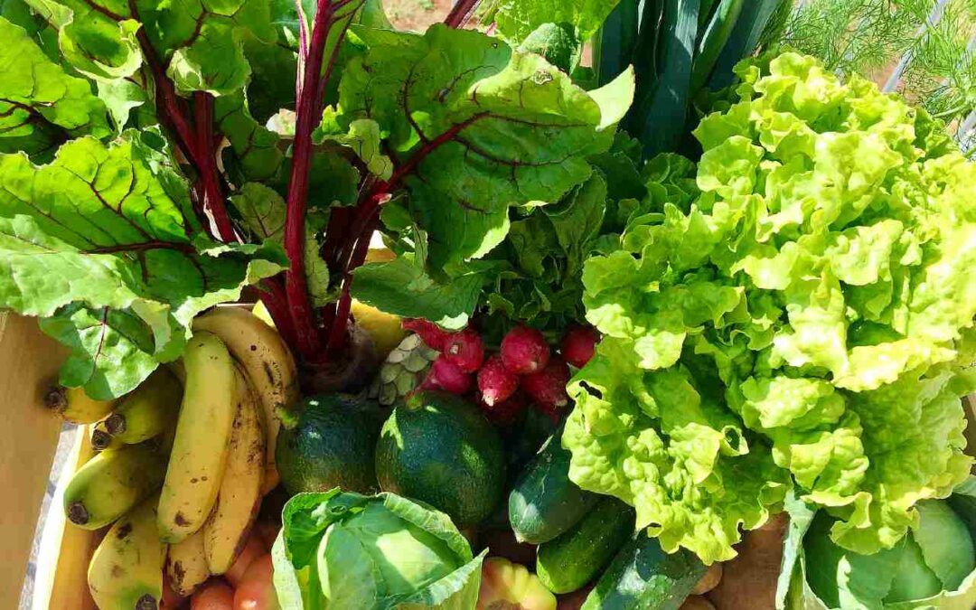 Healthy vegan shopping list for beginners